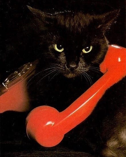 1800-Cat